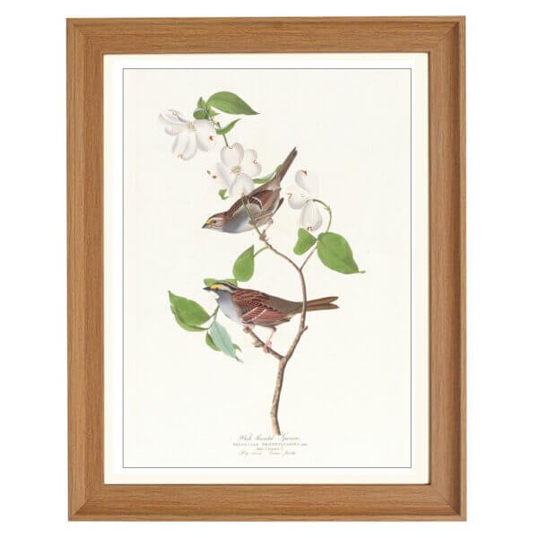 White throated sparrow (1827–1838) - Image 3