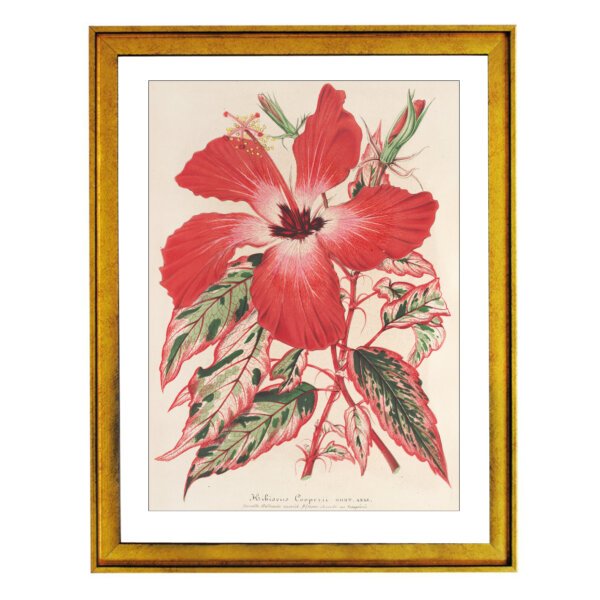 Hibiscus cooperi - circa 1864