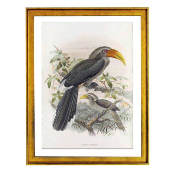 Malabar Gray Hornbill