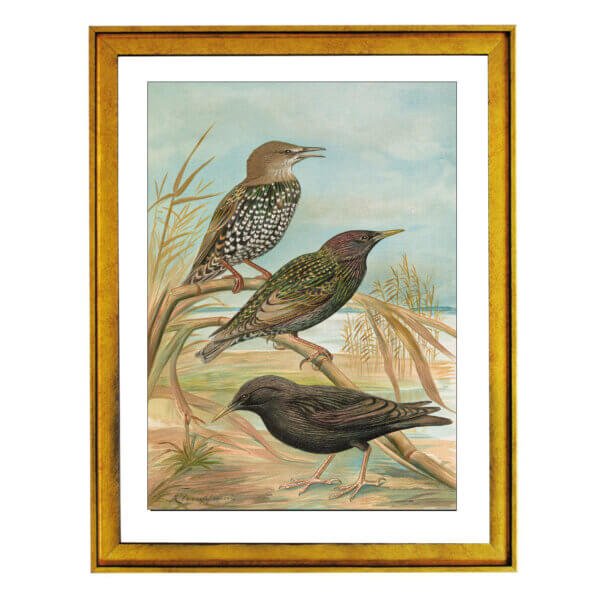 Birds of Britain