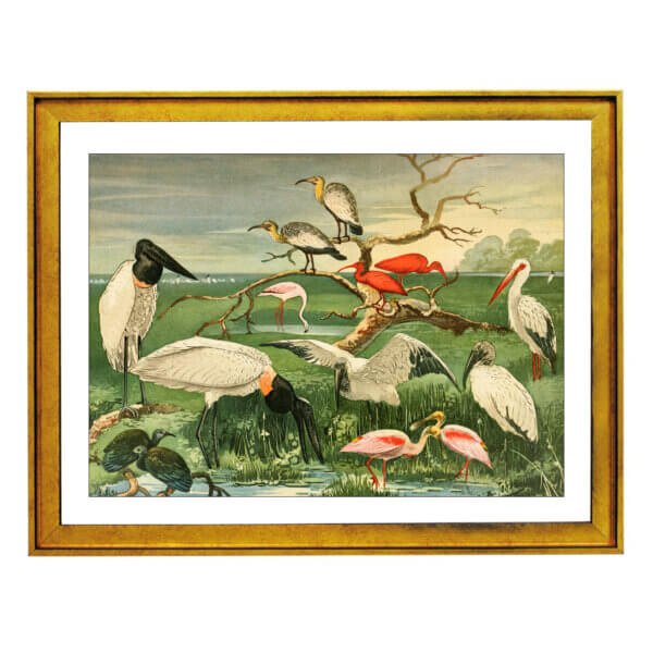 Cegonhas, Guarás, Colhereira (1900-1906)
