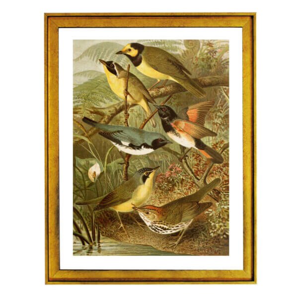 The birds of Australia