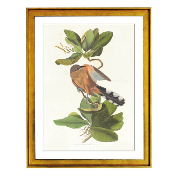 Mangrove Cuckoo