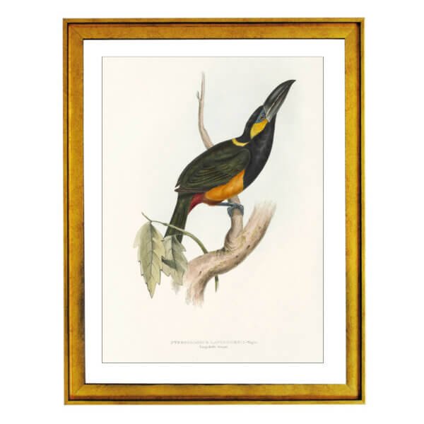 Toucans