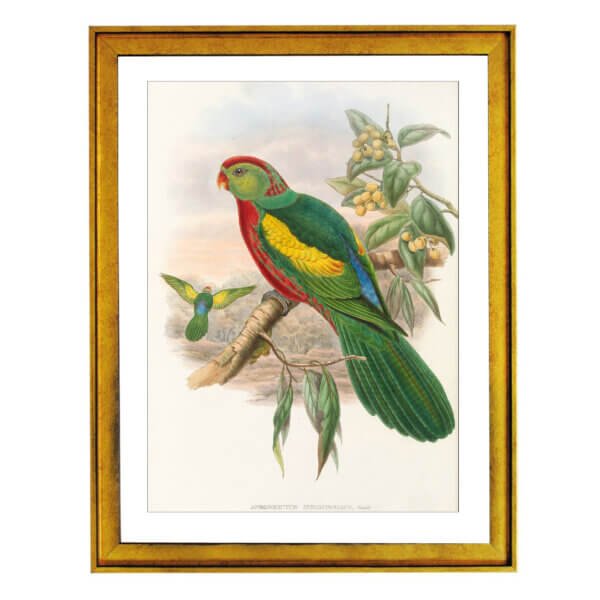 mulga parrot