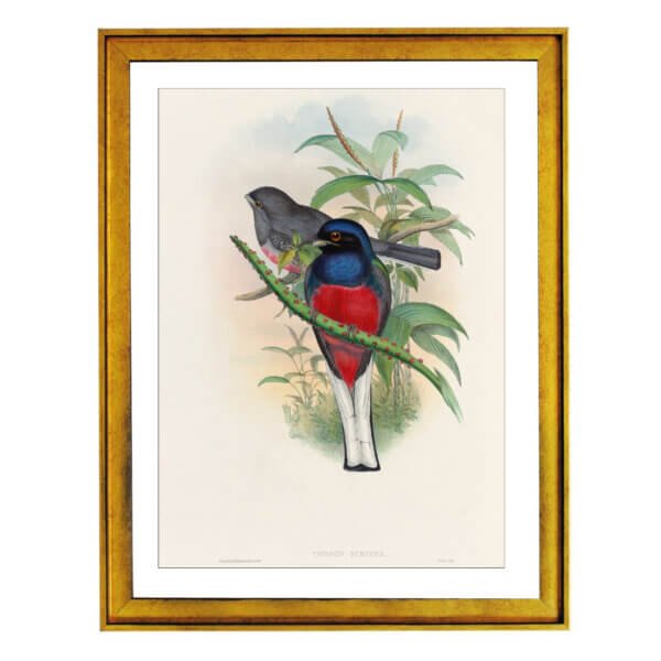 Malabar trogon