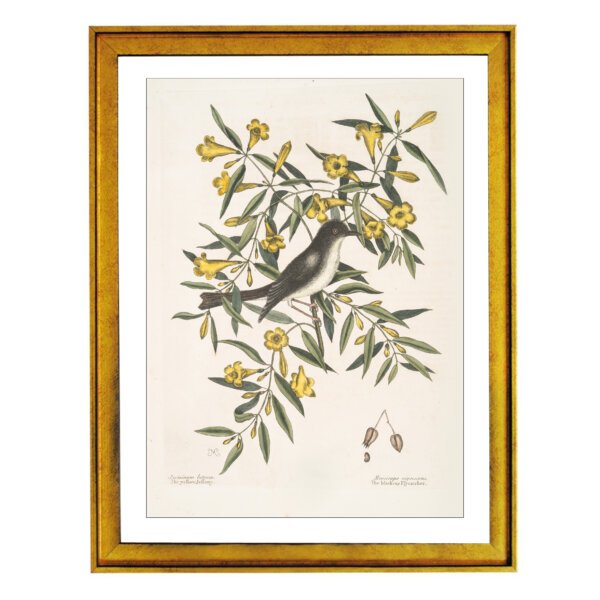 :Illustrations of the American ornithology of Alexander Wilson and Charles Lucian Bonaparte