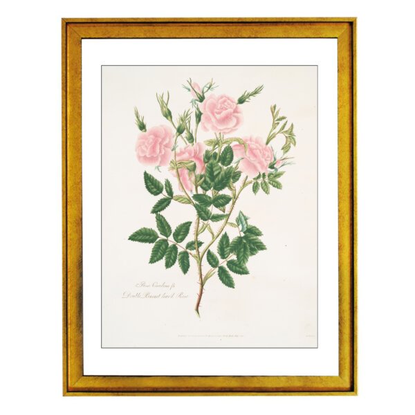 Rosa Carolina