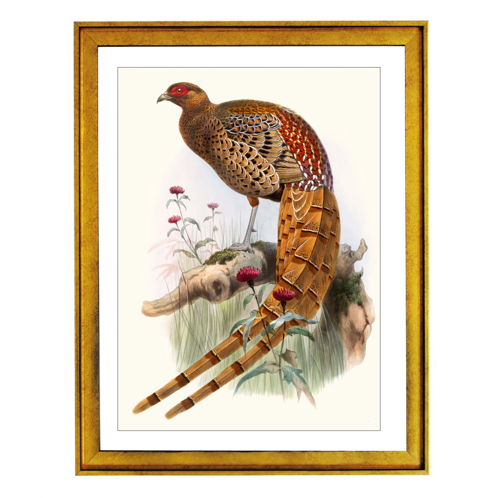 Grey Peacock Pheasant (1918-1922)