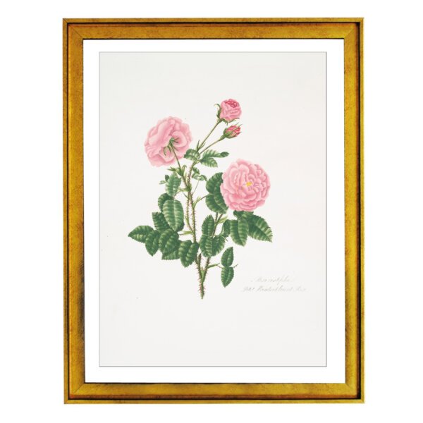 'Petite de Hollande' Rose Photo