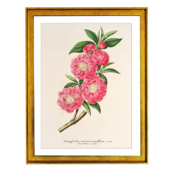 Floral Prints of Roses, Violet, Peach, Passion Flower from Van Houtte 1845