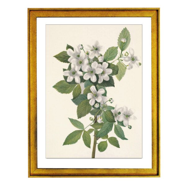 North American wild flowers