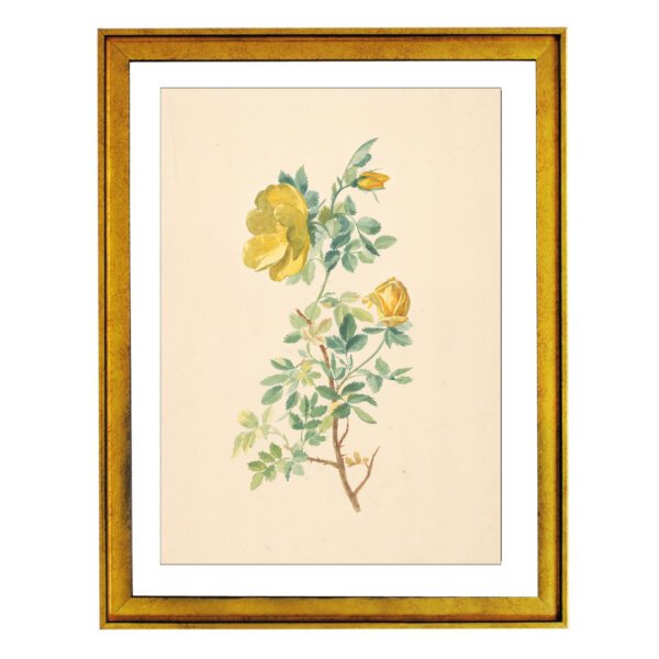 Rose Illustration, Pierre Joseph Redoute