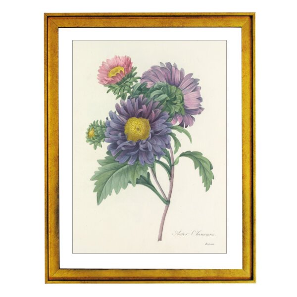 Autumnal asters