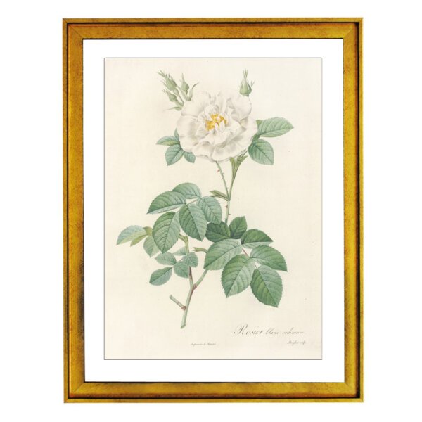 Redoute, Rare, Large Folio - Floral Bouquet - Rose