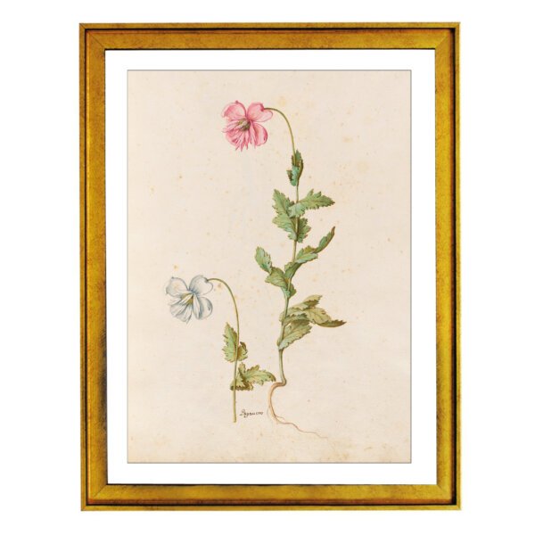 A Compendium of Shakespeare’s Plants