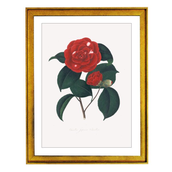 Camellieae