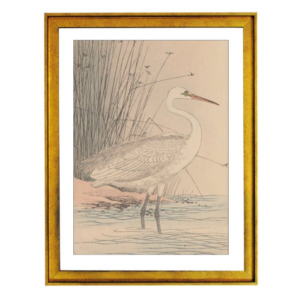 White Egret