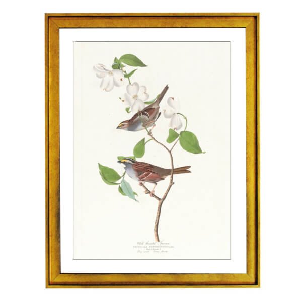 White throated sparrow (1827–1838)