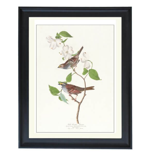 White throated sparrow (1827–1838) - Image 4