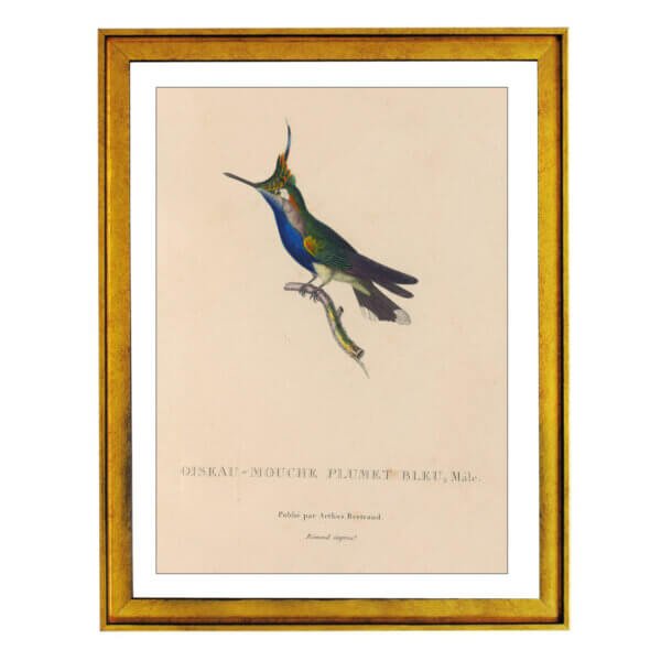 Purple-crowned plovercrest