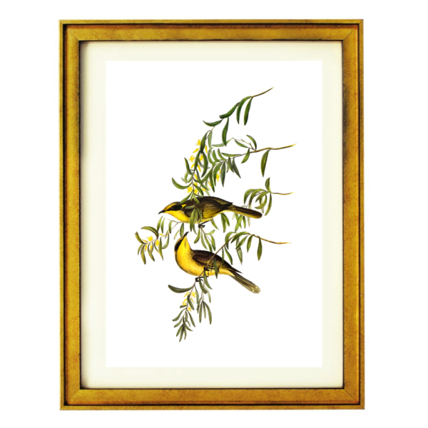 Yellow birds