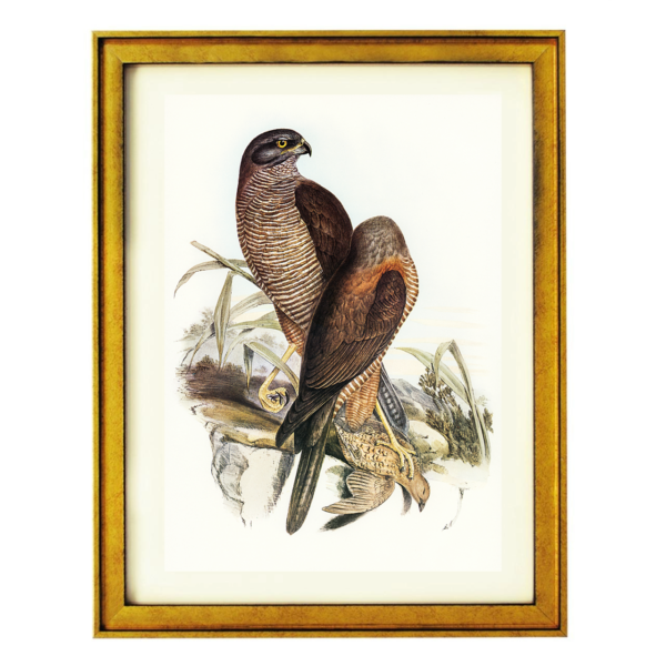 Vintage Bird Illustration