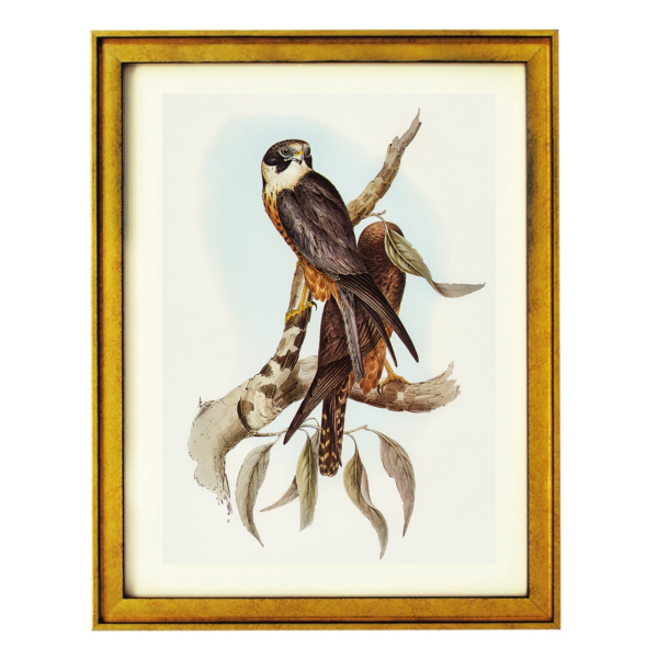 The Majestic Falcon