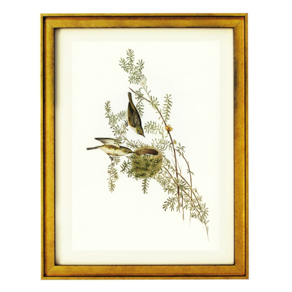 Vintage Bird Illustration with Nest