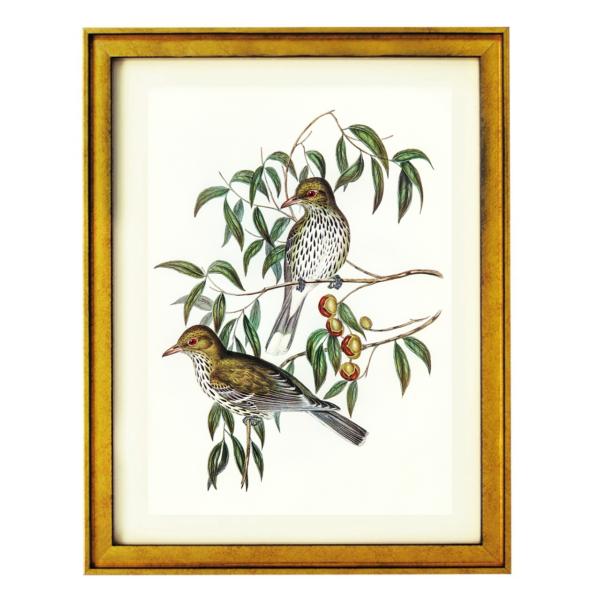 Birds and Berries