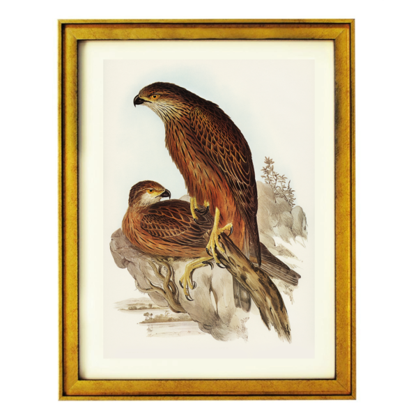 The Watchful Falcon