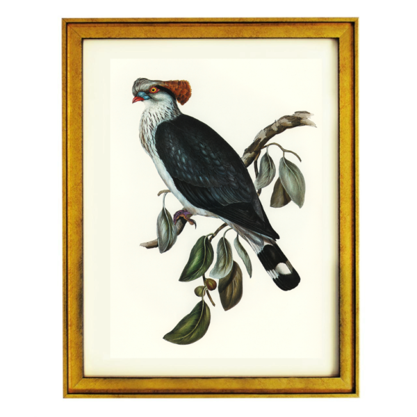Elegant Trogon