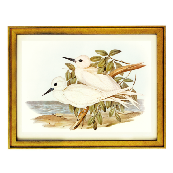 White Terns by the Sea