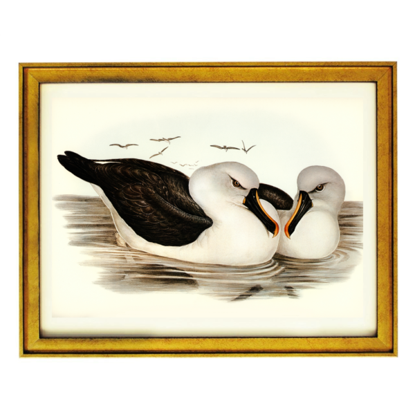 Graceful Albatrosses