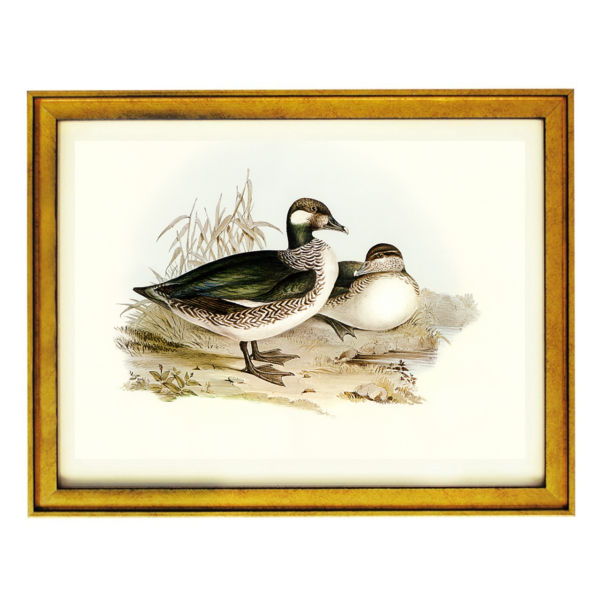Serenity by the Shore: Ducks in Harmony