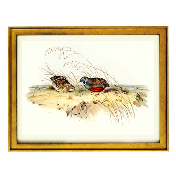 Quail Companions